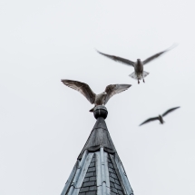 IMG_88621